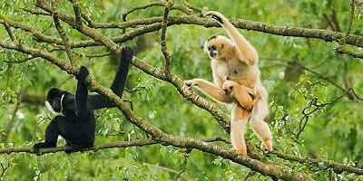 Gibbon